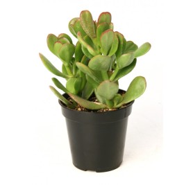 Jade Plant-Craussula Ovata Succulent